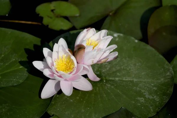 Näckros Ett Släkte Härdiga Och Ömma Vattenväxter Familjen Nymphaeaceae — Stockfoto