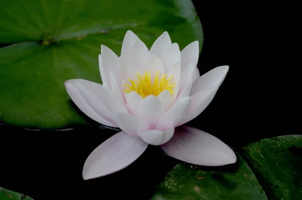 Näckros Ett Släkte Härdiga Och Ömma Vattenväxter Familjen Nymphaeaceae — Stockfoto