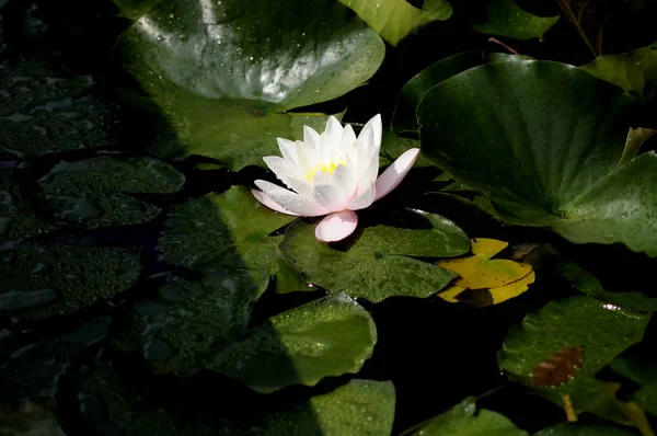 Vodní Lilie Rod Odolných Něžných Vodních Rostlin Čeledi Nymphaeaceae — Stock fotografie