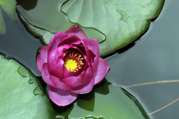 Vodní Lilie Rod Odolných Něžných Vodních Rostlin Čeledi Nymphaeaceae — Stock fotografie