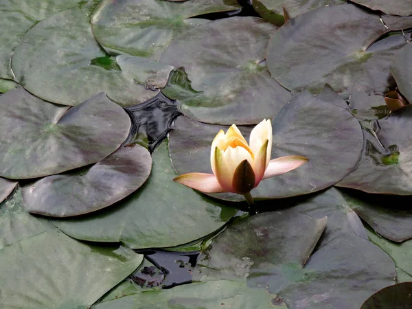 Lilia Wodna Rodzaj Roślin Wodnych Rodziny Nymphaeaceae — Zdjęcie stockowe