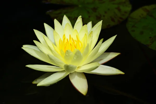 Nilüfer Nymphaeaceae Familyasından Bir Bitkisi Cinsine Ait Bir Bitkisi Cinsine — Stok fotoğraf