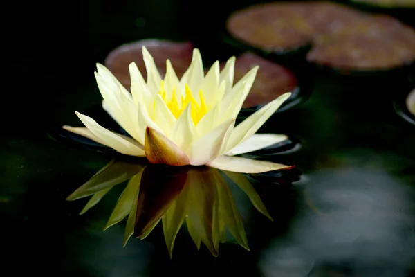 Water Lily Genus Hardy Tender Aquatic Plants Family Nymphaeaceae — Stock Photo, Image