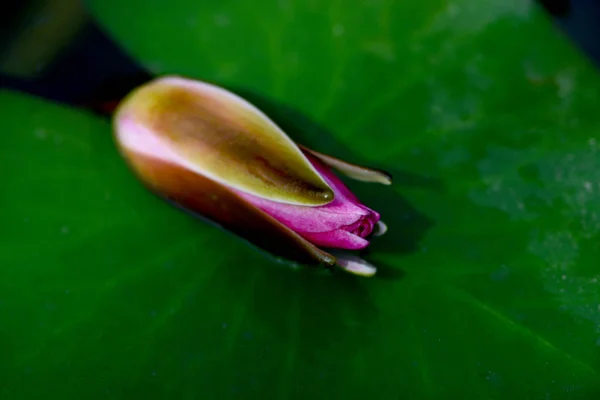 Nilüfer Nymphaeaceae Familyasından Bir Bitkisi Cinsine Ait Bir Bitkisi Cinsine — Stok fotoğraf