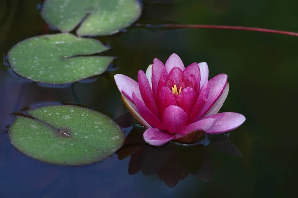 Näckros Ett Släkte Härdiga Och Ömma Vattenväxter Familjen Nymphaeaceae — Stockfoto