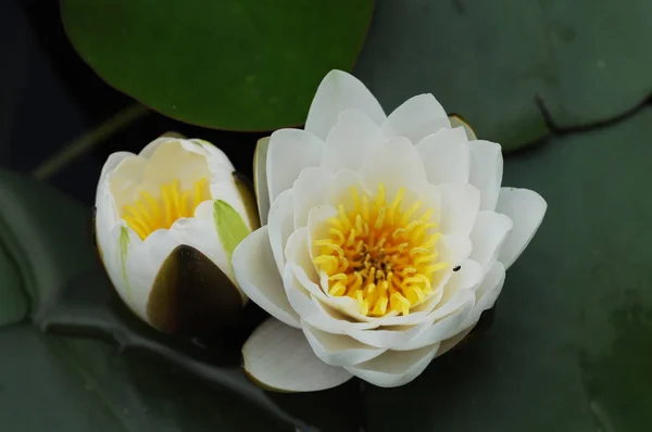 Water Lily Género Plantas Con Flores Perteneciente Familia Nymphaeaceae — Foto de Stock