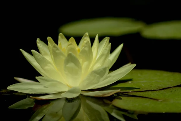 Water Lily Género Plantas Con Flores Perteneciente Familia Nymphaeaceae — Foto de Stock