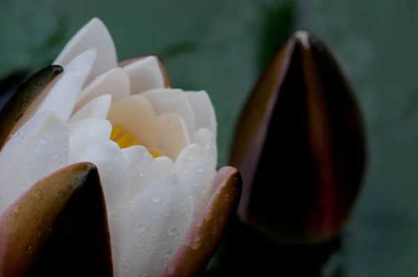 睡莲是家族中耐寒和嫩嫩的水生植物的属 — 图库照片