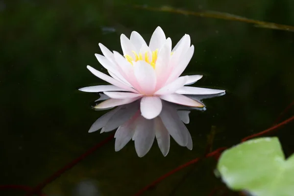 Nilüfer Nymphaeaceae Familyasından Bir Bitkisi Cinsine Ait Bir Bitkisi Cinsine — Stok fotoğraf