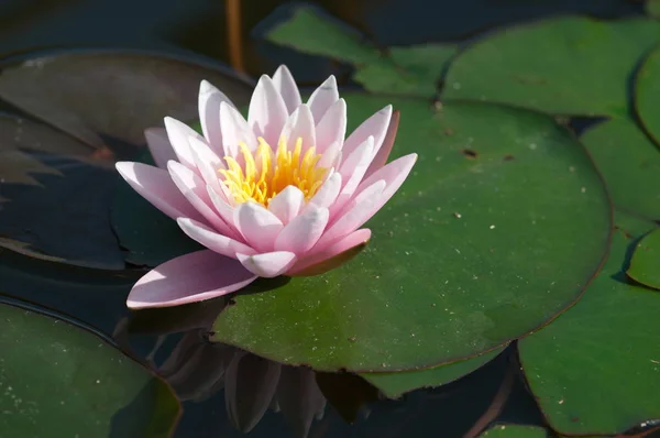 Water Lily Genus Hardy Tender Aquatic Plants Family Nymphaeaceae — Stock Photo, Image