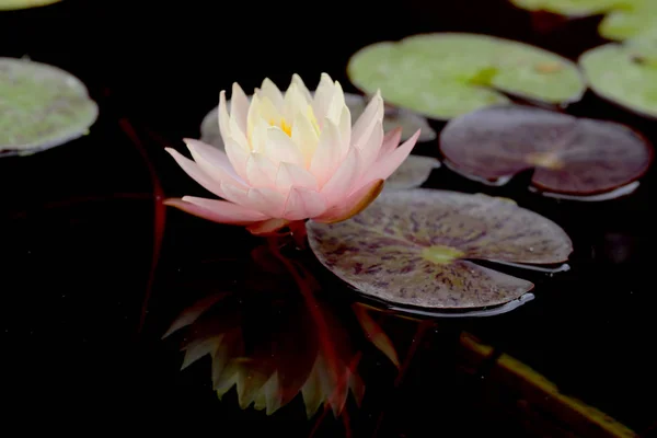 Water Lily Genere Piante Acquatiche Della Famiglia Delle Nymphaeaceae Foto Stock