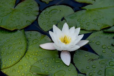 Duvarda ahşap zemin yapılmış