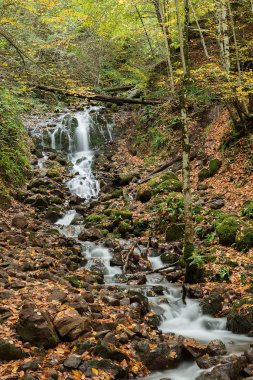 Yedigöller Milli Parkı'nda Autmn,Bolu Türkiye.