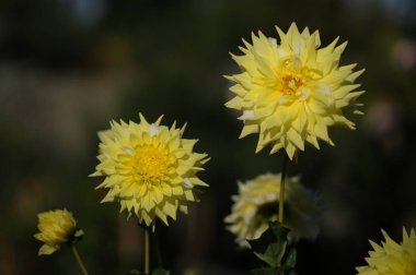 Dahlia, Meksika'ya özgü gür, yumrulu, otsu çok yıllık bir bitki cindir. Asteraceae bir üyesi , dicotyledonous bitkiler, ilgili türler ayçiçeği dahil, papatya, krizantem, ve zinnia. 
