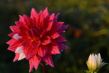 Dahlia, Meksika'ya özgü gür, yumrulu, otsu çok yıllık bir bitki cindir. Asteraceae bir üyesi , dicotyledonous bitkiler, ilgili türler ayçiçeği dahil, papatya, krizantem, ve zinnia. 