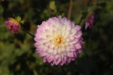 Dahlia, Meksika'ya özgü gür, yumrulu, otsu çok yıllık bir bitki cindir. Asteraceae bir üyesi , dicotyledonous bitkiler, ilgili türler ayçiçeği dahil, papatya, krizantem, ve zinnia. 