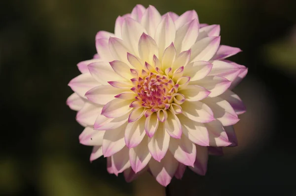 Dahlia Est Genre Plantes Herbacées Vivantes Touffues Touffues Originaire Mexique — Photo