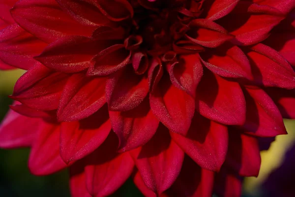 Dahlia Género Botânico Pertencente Família Asteraceae Membro Asteraceae Plantas Dicotiledôneas — Fotografia de Stock