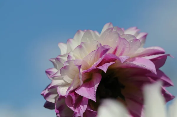 Dahlia Genus Bushy Tuberous Herbaceous Perennial Plants Native Mexico Member — Stock Photo, Image