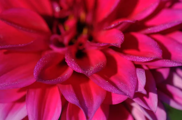 Dahlia Rodzaj Krzaczastych Roślin Zielnych Meksyku Członkiem Asteraceae Drzewiastych Dwuliściennych — Zdjęcie stockowe