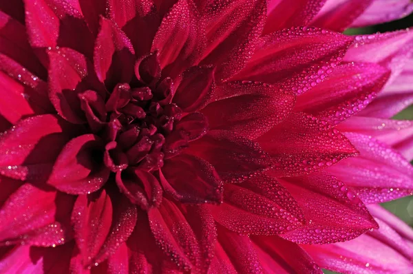 Dahlia Een Geslacht Van Bossige Tubereuze Kruidachtige Planten Afkomstig Uit — Stockfoto