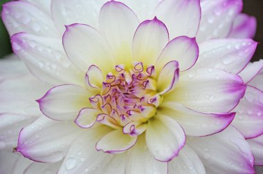 Dahlia, Meksika'ya özgü gür, yumrulu, otsu çok yıllık bir bitki cindir. Asteraceae bir üyesi , dicotyledonous bitkiler, ilgili türler ayçiçeği dahil, papatya, krizantem, ve zinnia. 