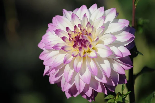 Dahlia Est Genre Plantes Herbacées Vivantes Touffues Touffues Originaire Mexique — Photo