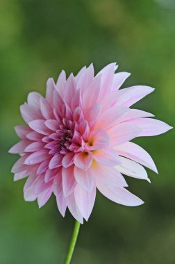 Dahlia, Meksika'ya özgü gür, yumrulu, otsu çok yıllık bir bitki cindir. Asteraceae bir üyesi , dicotyledonous bitkiler, ilgili türler ayçiçeği dahil, papatya, krizantem, ve zinnia. 