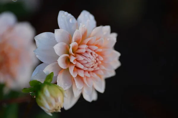 Dahlia Género Plantas Perennes Arbustivas Tuberosas Herbáceas Nativas México Miembro — Foto de Stock