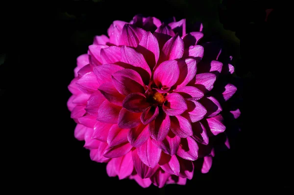 Dahlia Genus Bushy Tuberous Herbaceous Perennial Plants Native Mexico Member — Stock Photo, Image