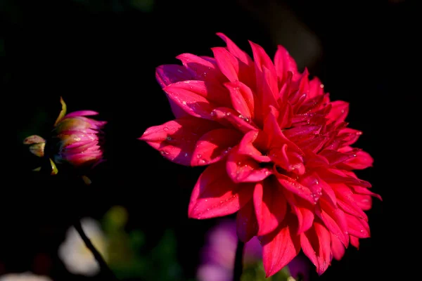 Dahlia Genus Bushy Tuberous Herbaceous Perennial Plants Native Mexico Member — Stock Photo, Image