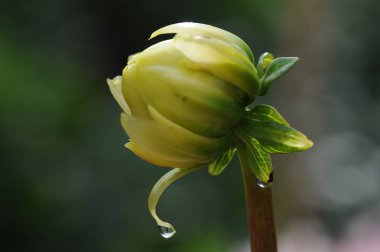 Dahlia, Meksika'ya özgü gür, yumrulu, otsu çok yıllık bir bitki cindir. Asteraceae bir üyesi , dicotyledonous bitkiler, ilgili türler ayçiçeği dahil, papatya, krizantem, ve zinnia. 
