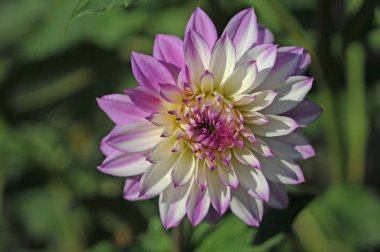 Dahlia, Meksika'ya özgü gür, yumrulu, otsu çok yıllık bir bitki cindir. Asteraceae bir üyesi , dicotyledonous bitkiler, ilgili türler ayçiçeği dahil, papatya, krizantem, ve zinnia. 