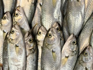 Pazarda balık türü