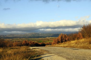  Bitki Gladiolus italicus bir tür