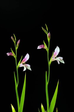  Bitki Gladiolus italicus bir tür