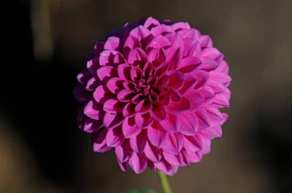 Dahlia Est Genre Plantes Herbacées Vivantes Touffues Touffues Originaire Mexique — Photo