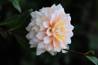 Dahlia, Meksika'ya özgü gür, yumrulu, otsu çok yıllık bir bitki cindir. Asteraceae bir üyesi , dicotyledonous bitkiler, ilgili türler ayçiçeği dahil, papatya, krizantem, ve zinnia. 