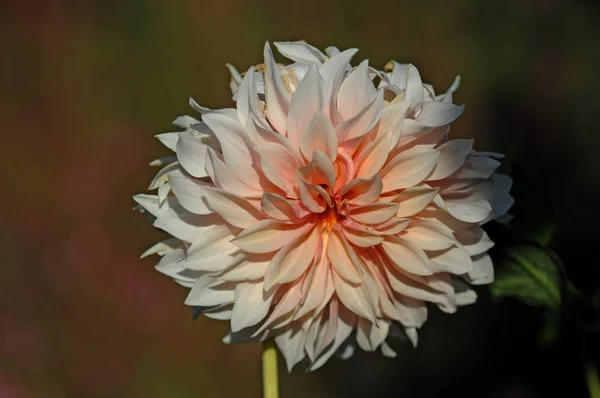 Dahlia Est Genre Plantes Herbacées Vivantes Touffues Touffues Originaire Mexique — Photo