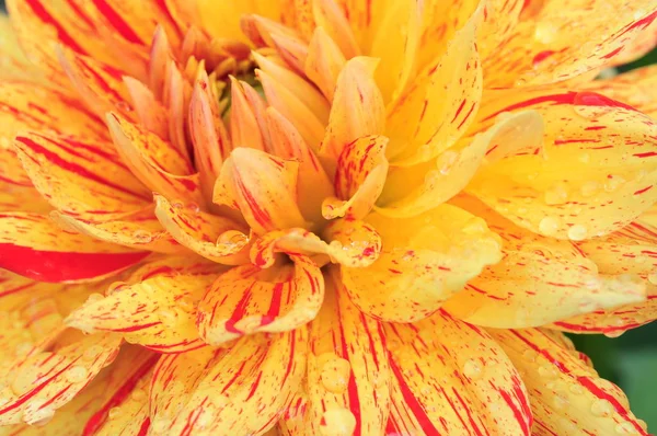 Dahlia Rodzaj Krzaczastych Roślin Zielnych Meksyku Członkiem Asteraceae Drzewiastych Dwuliściennych — Zdjęcie stockowe