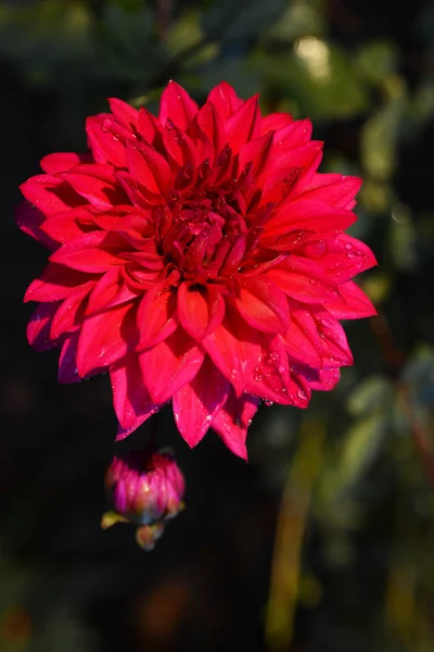 Dahlia Est Genre Plantes Herbacées Vivantes Touffues Touffues Originaire Mexique — Photo