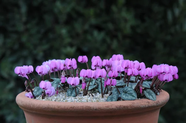 Cyclamen Dess Kruka Fjädra Royaltyfria Stockbilder