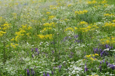 Doğada yabani çiçekler.