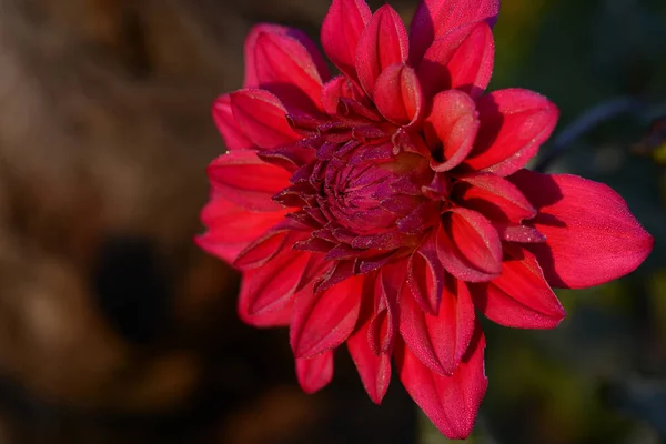 Dahlia Est Genre Plantes Herbacées Vivantes Touffues Touffues Originaire Mexique — Photo