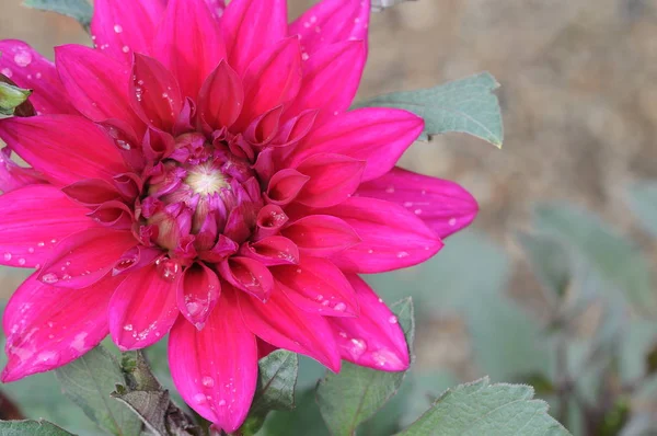 Dahlia Est Genre Plantes Herbacées Vivantes Touffues Touffues Originaire Mexique — Photo