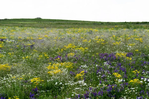 Wild Flowers Nature — Stock Photo, Image