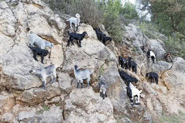 Una Manada Cabras Naturaleza Las Rocas —  Fotos de Stock