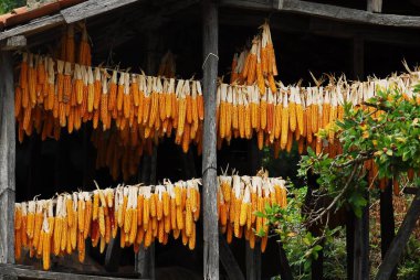 Türkiye'nin kırsal kesiminde mısır kurutma