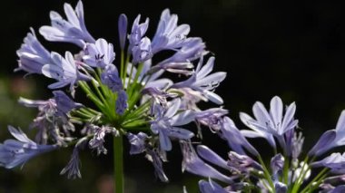 Bal arısı çiçekte çalışır..