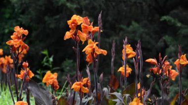 Bahçedeki güzel, taze çiçekler